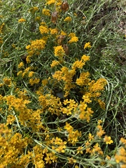 Tagetes lucida