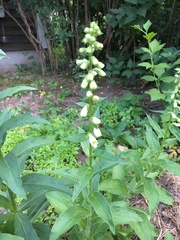 Digitalis lutea