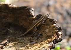 Sceloporus virgatus