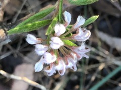 Grevillea phylicoides