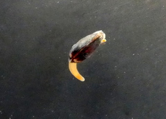 Brachidontes