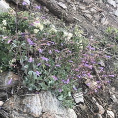Penstemon caesius