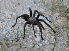 Aphonopelma anax