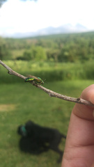 Agapostemon splendens