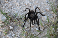 Aphonopelma anax