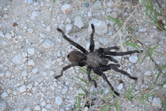 Aphonopelma anax