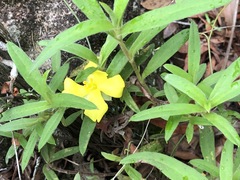 Hibbertia saligna