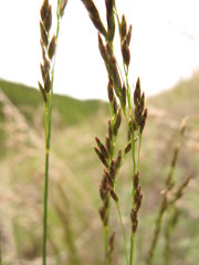 Poa glauca