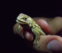 Sceloporus horridus