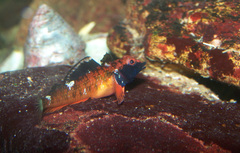 Enneapterygius atrogulare