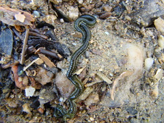 Eulalia microphylla