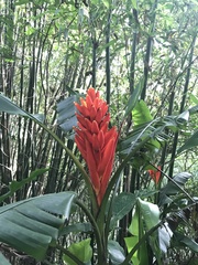 Musa coccinea