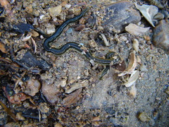 Eulalia microphylla
