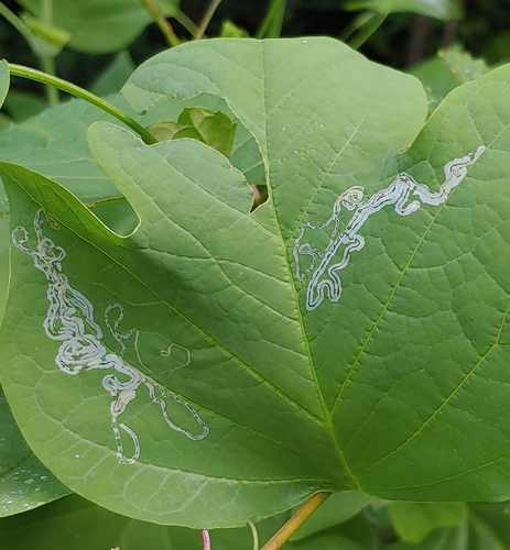 Tulip Tree Leaf Miner