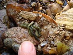 Eulalia microphylla