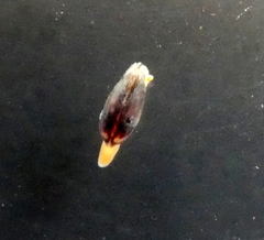 Brachidontes