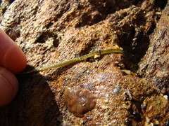 Eulalia microphylla