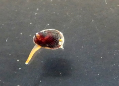 Brachidontes