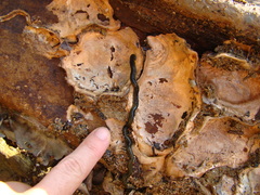 Eulalia microphylla