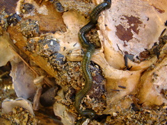 Eulalia microphylla