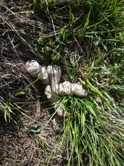 Canis lupus italicus