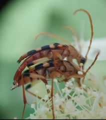 Strangalia luteicornis