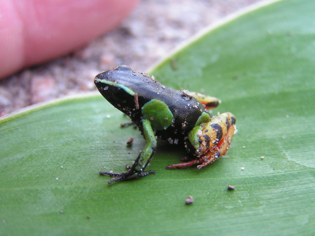 Madagascan Mantella