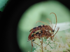 Strangalia luteicornis