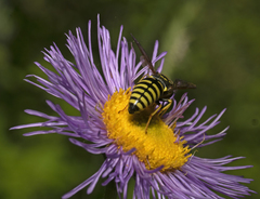 Bicyrtes capnopterus