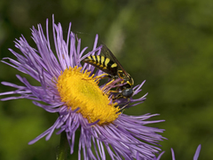 Bicyrtes capnopterus