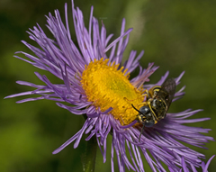 Bicyrtes capnopterus