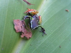 Mantella madagascariensis