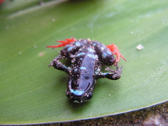 Mantella madagascariensis
