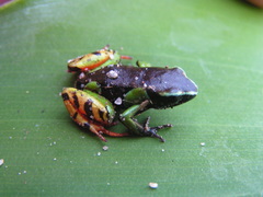 Mantella madagascariensis