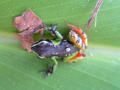 Mantella madagascariensis