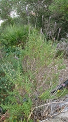 Lavandula