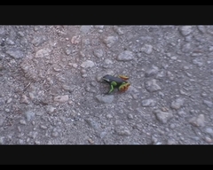Mantella madagascariensis