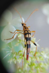 Strangalia luteicornis