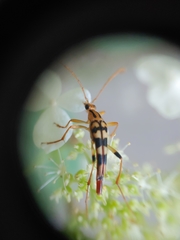 Strangalia luteicornis