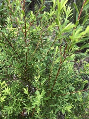 Styphelia mutica