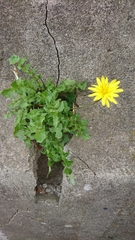 Asteraceae