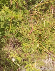 Desmanthus bicornutus
