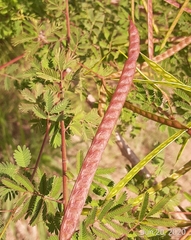 Desmanthus bicornutus