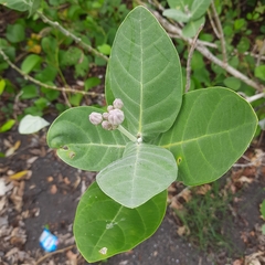 Calotropis gigantea