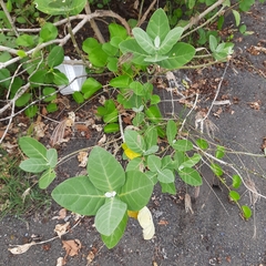 Calotropis gigantea