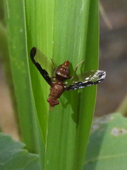 Diacrita