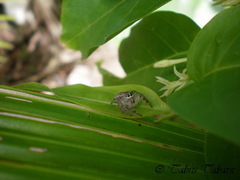 Salticidae