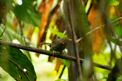 Cercomacroides serva