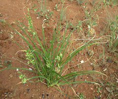 Dipcadi marlothii