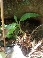 Goodyera procera